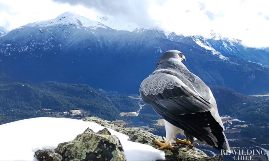 Capturan bellas imágenes de águila chilena en Reserva Nacional Futaleufú 