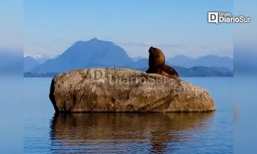 Lago Ranco: Captan lobo marino "modo turista" y sobre roca como "segunda residencia" 