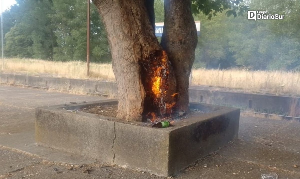 Insólito: lo sorprendieron incendiando un árbol en vía pública de Los Ríos