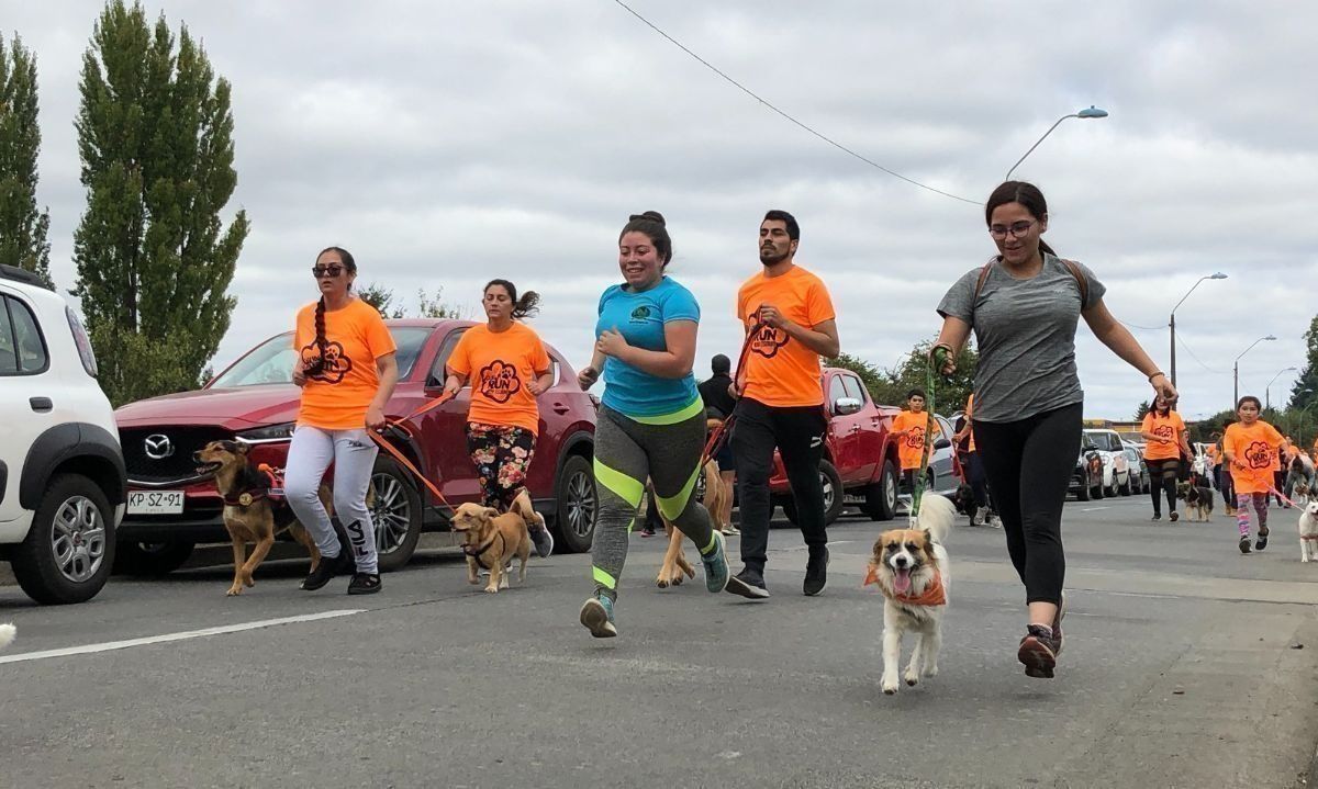 Confirman tercera versión de  corrida canina Guau Run 2024 en Osorno