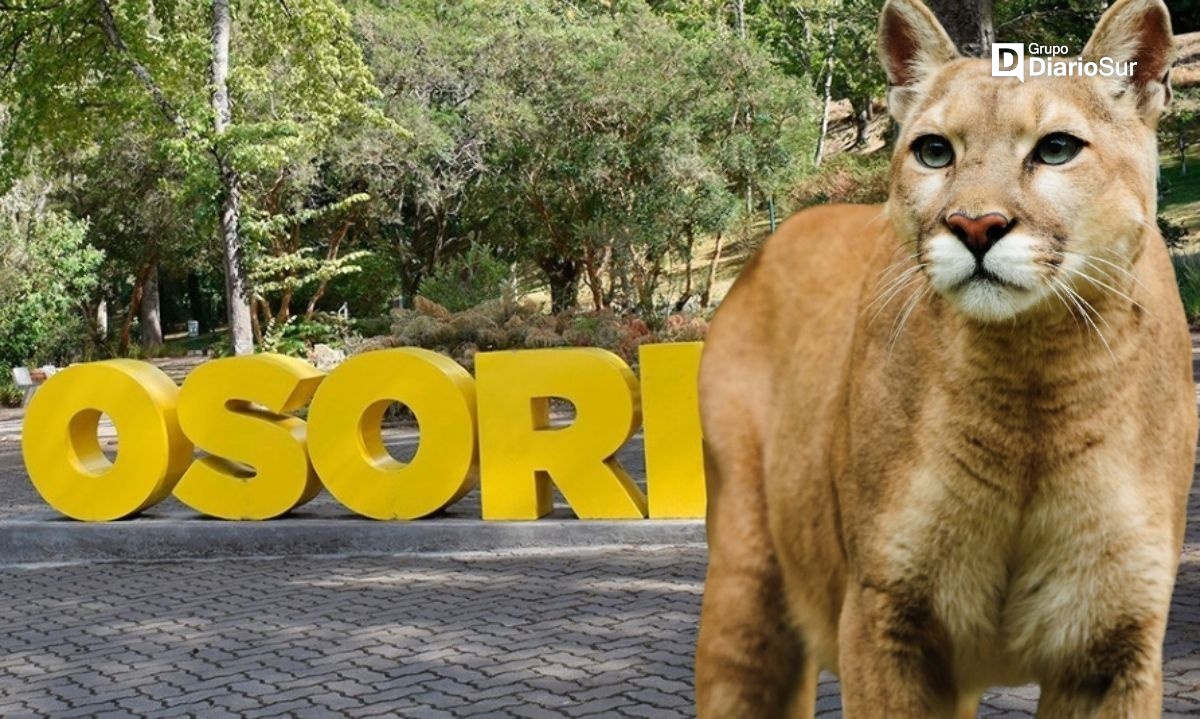 ¿Pumas en Osorno? Autoridades decretan cierre de recinto recreativo