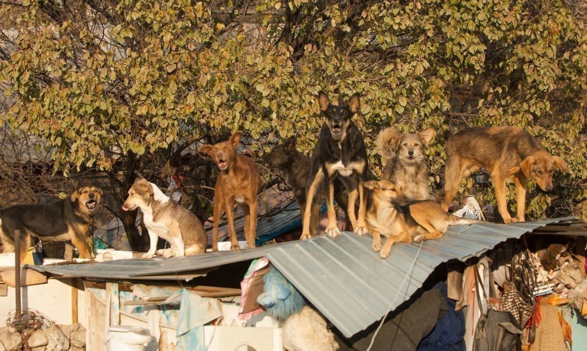 Realizarán velatón por los animales en Osorno en rechazo a modificación a Ley de Caza