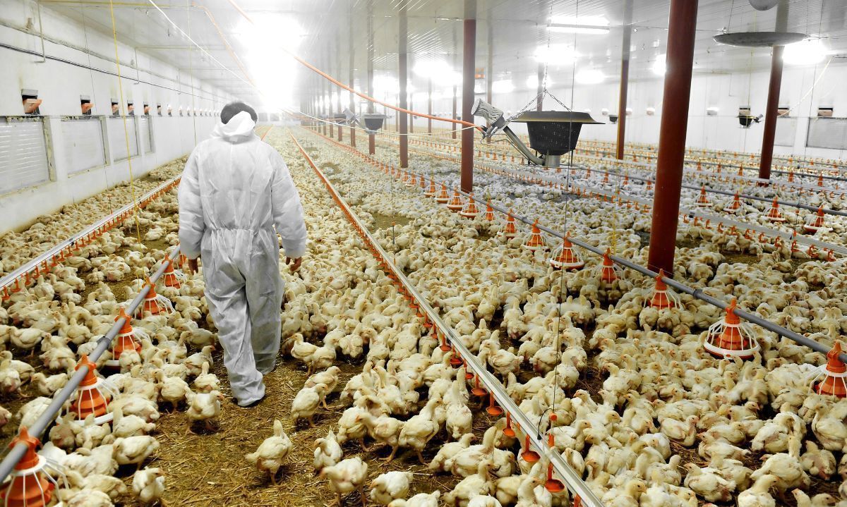 Apertura de mercado: Chile entra a Paraguay con subproductos avícolas