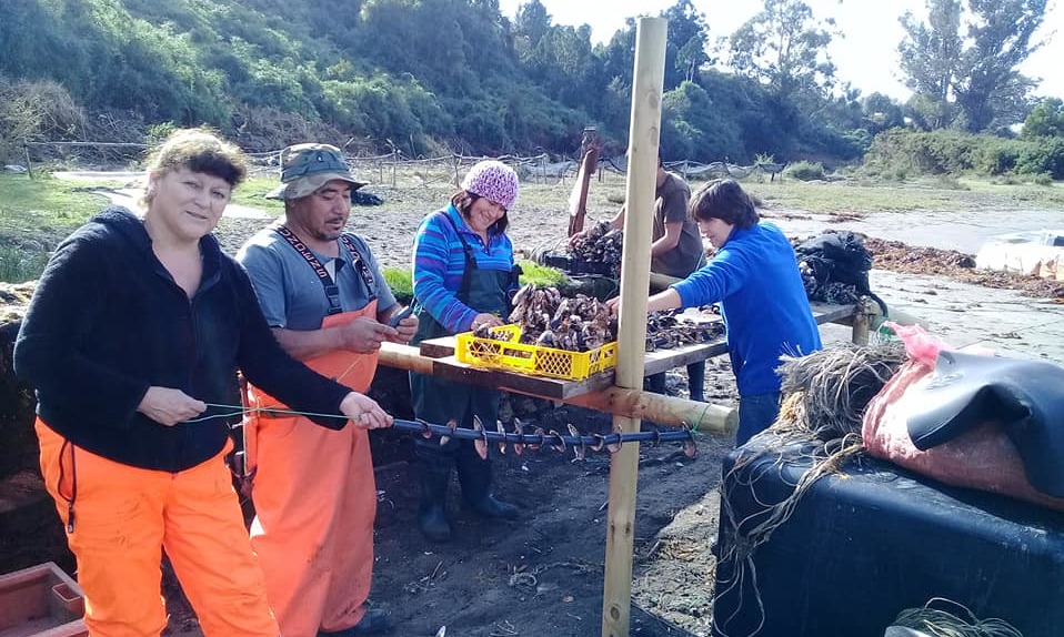 Pescadores de la Región de Los Ríos pondrán en práctica modelo productivo y comercial para reactivar la ostricultura