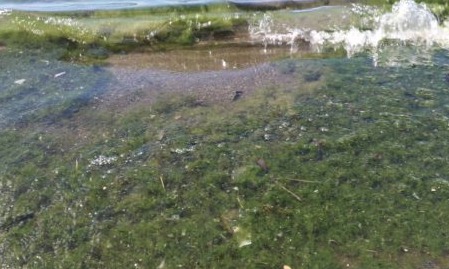 Alcalde de Puerto Varas presenta problema de contaminación del Lago Llanquihue en el Senado