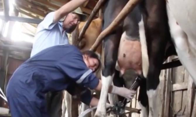 Aproleche Osorno celebró Día Mundial de la Leche con la comunidad