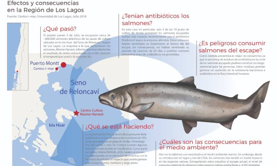 Hoy venció el plazo para la recuperación de salmones escapados