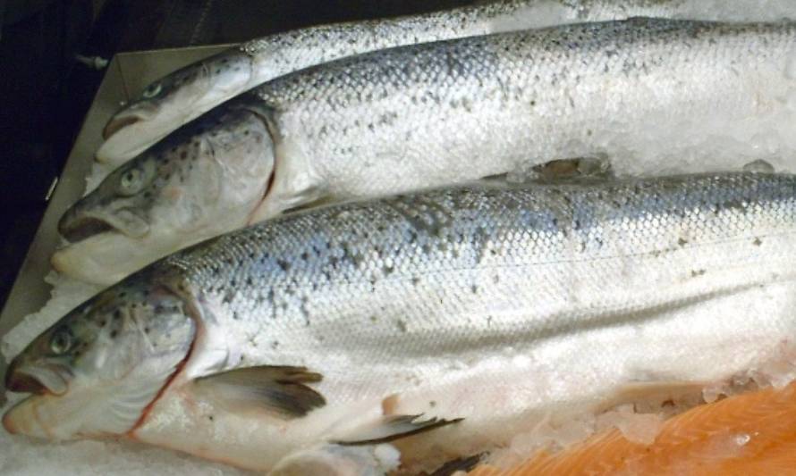 Marine Harvest informó que entregó las cifras de recaptura de salmones a las autoridades