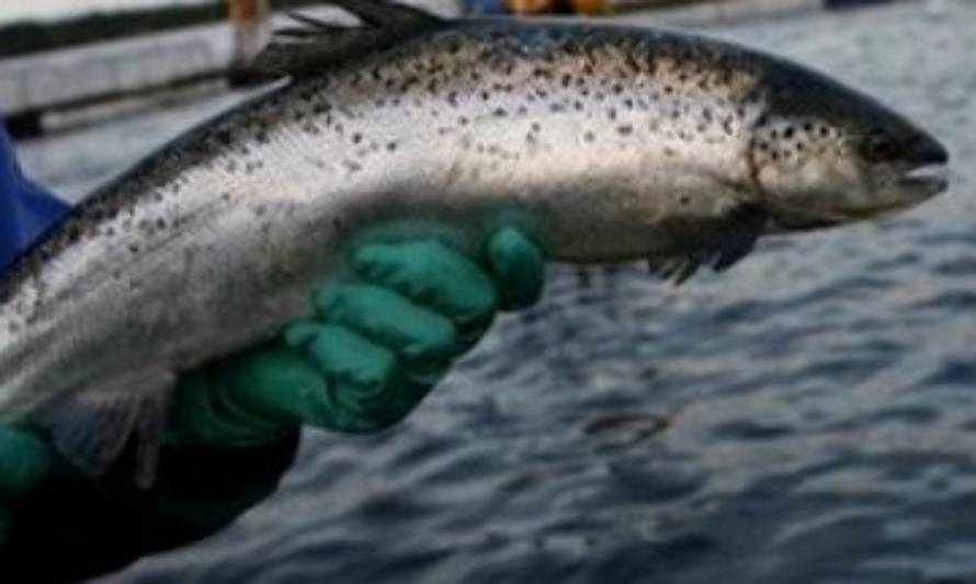 Polémica por cifras de recaptura de salmones escapados