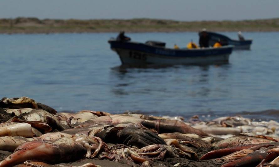 Pescadores de Ancud lamentan que se traslade a Valparaiso causa de vertimiento de salmones