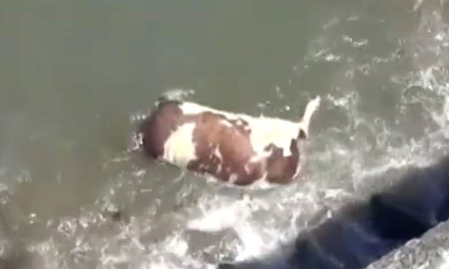 Sigue siendo un misterio como apareció cadáver de vaca frente a Puerto Montt