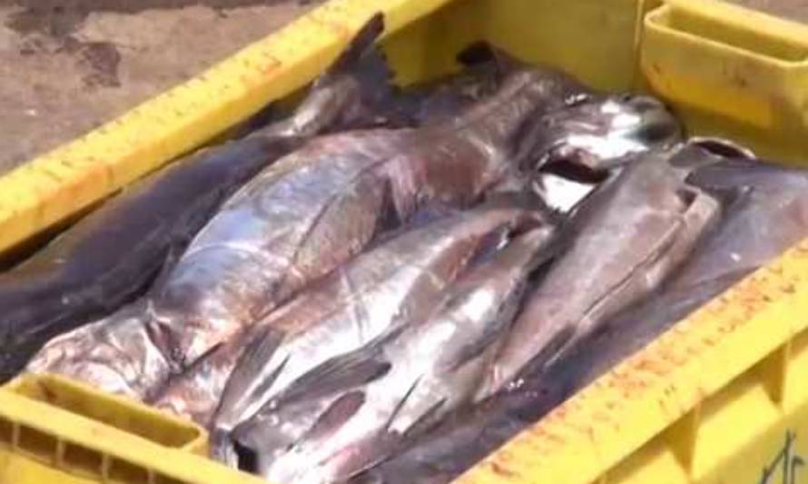 Valoran entrada en vigencia de ley que convertirá a caletas pesqueras en polos de desarrollo económico