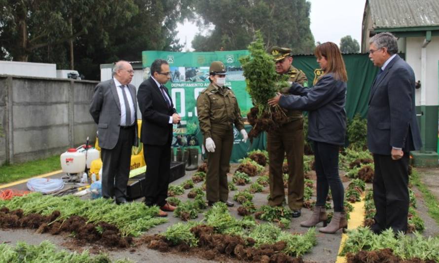 OS7 de Carabineros decomisó más de 7 mil plantas de marihuana en Fresia