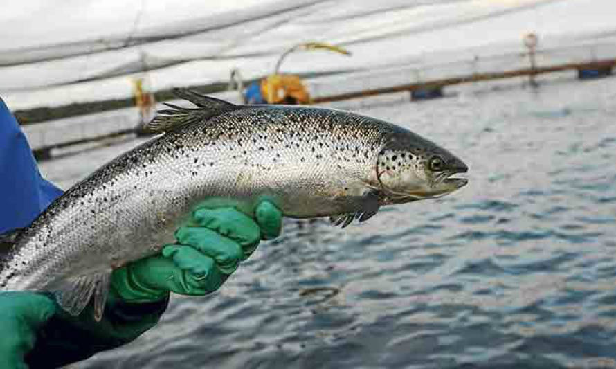 Salmonera arriesga millonaria multa por laboratorio ilegal de vacunas en Osorno