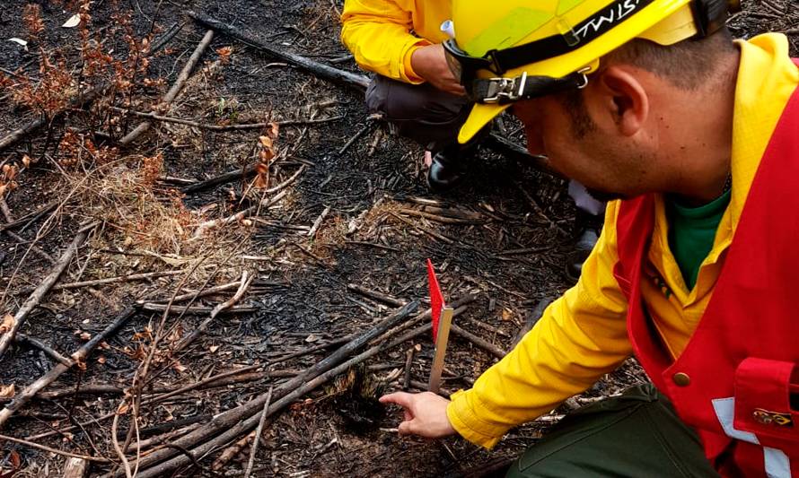 Ministerio Público y Policías investigarán causas de incendios forestales