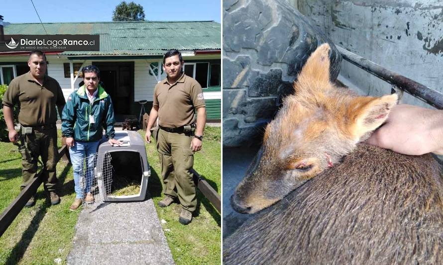 Rescataron pudú atacado por perros en el sector El Arenal, Lago Ranco