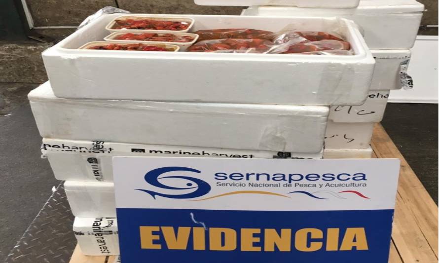Sernapesca detecta recurso ilegal previo a ser despachado por encomienda