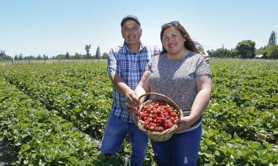 En Huerto Interactivo El Moro turistas cosechan las verduras y frutas que van a comprar 