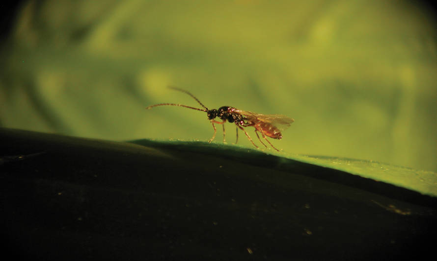 Consanguinidad entre avispas que parasitan insectos plaga pone en riesgo el éxito del control biológico de la agricultura