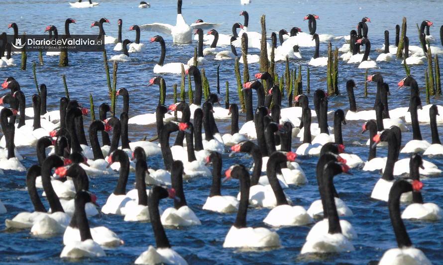 Contabilizan más de 21 mil cisnes de cuello negro en Santuario de la Naturaleza de Los Ríos