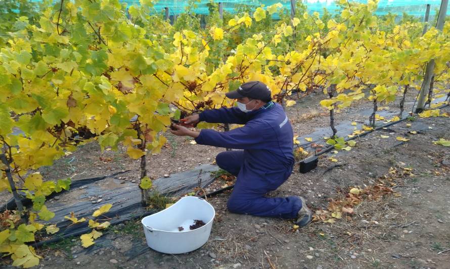 Trabajan en desarrollar industria vitivinicola en la región de Aysén