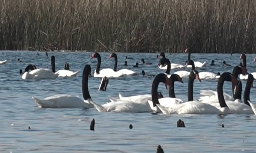 Más de 20 mil cisnes en Santuario de la Naturaleza de Valdivia