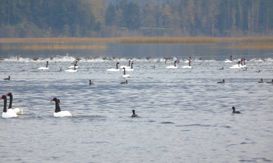 Contabilizan más de 22 mil cisnes de cuello negro en Santuario de la Naturaleza 