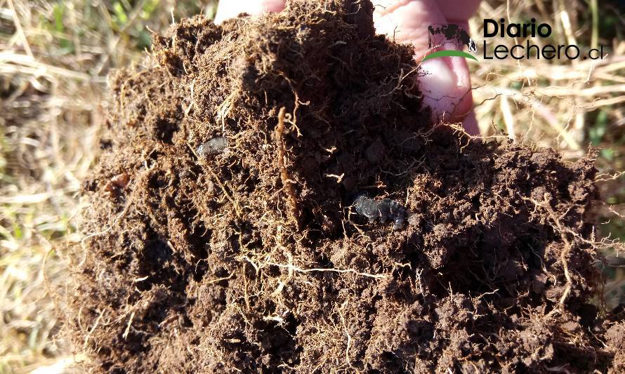 ¿Cómo controlar la cuncunilla negra en Aysén?