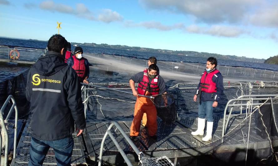 Investigan fuga de peces en centro de cultivo en lago Llanquihue