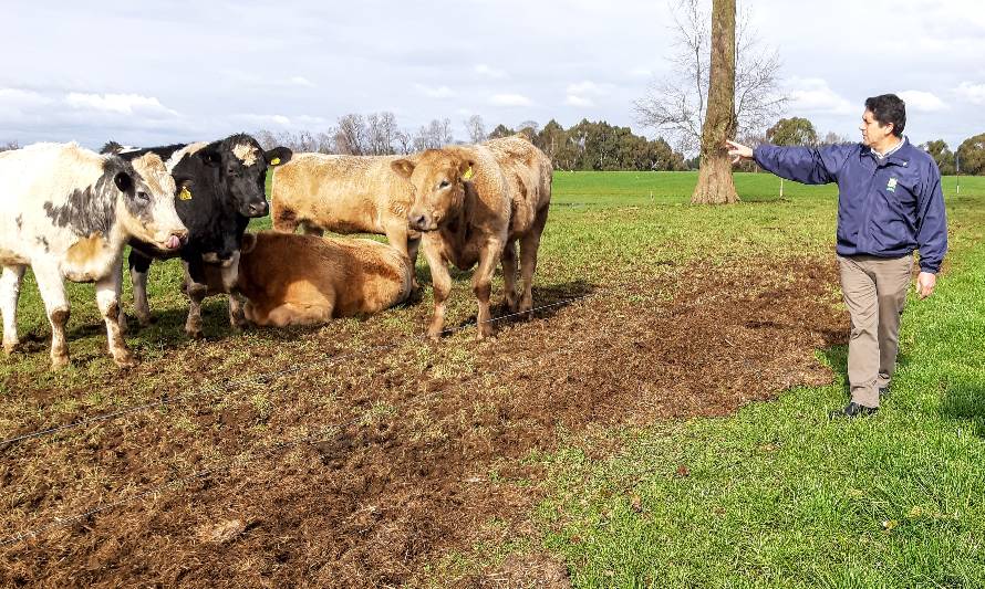 Presentan resultados de cruzas con razas doble pulpa para producción de carne con ganado lechero