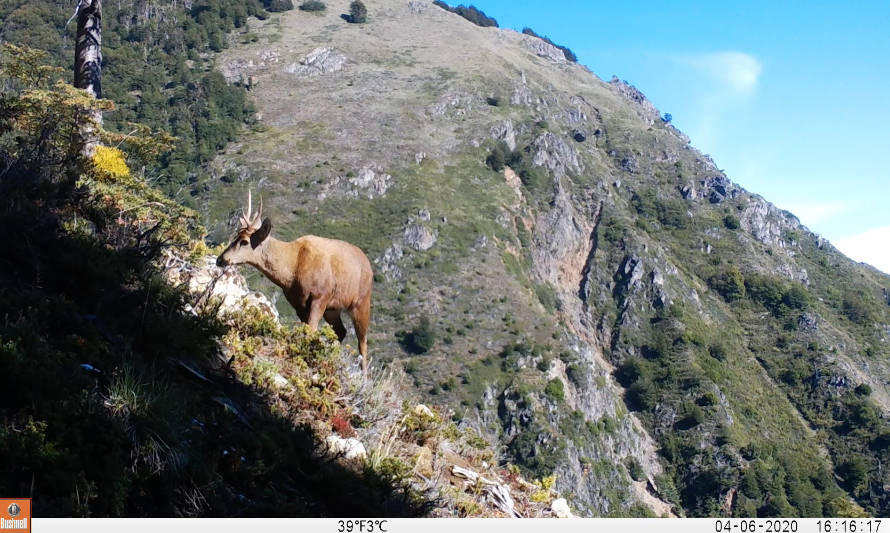 Nuevos hallazgos de huemules en cuenca de río Puelo impulsan acciones para su conservación