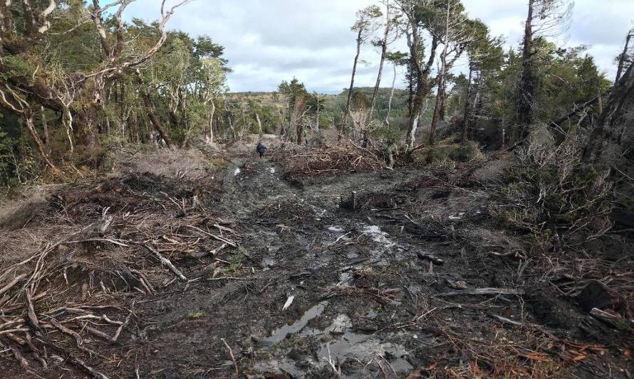 Conaf detecta importante corta ilegal de bosque nativo en Chiloé