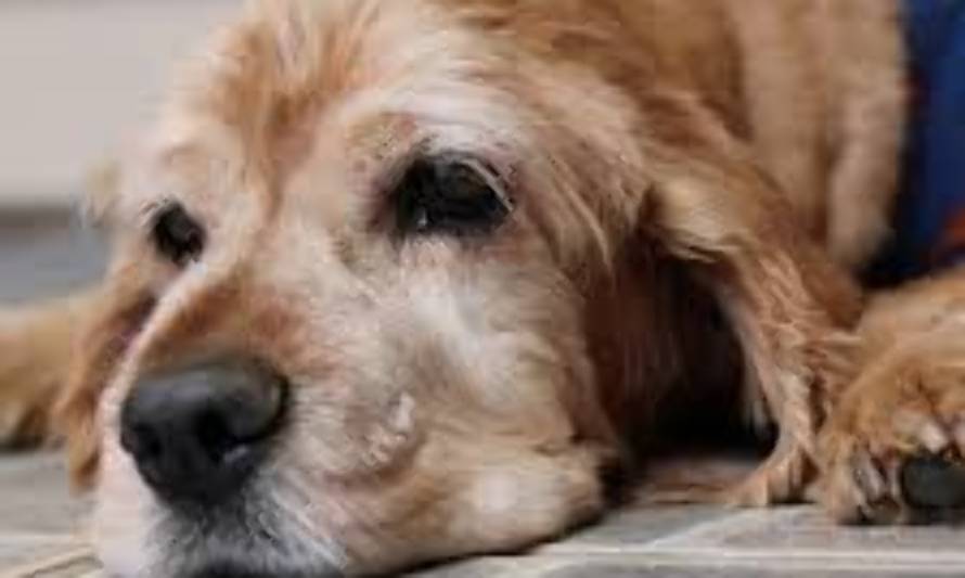 Corte ordena a clínica veterinaria entregar mascota retenida por deuda