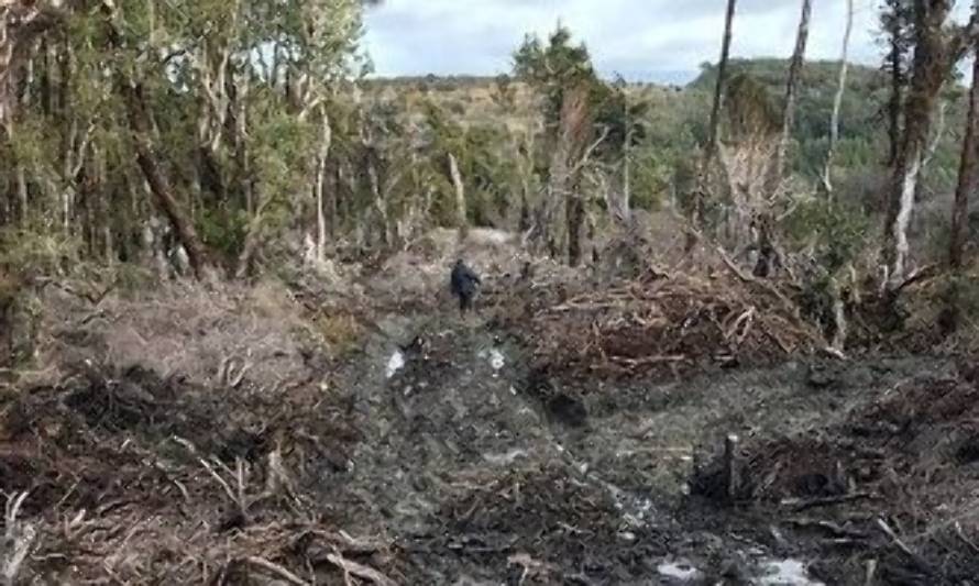 CONAF detecta corta ilegal de bosque nativo en Chiloé
