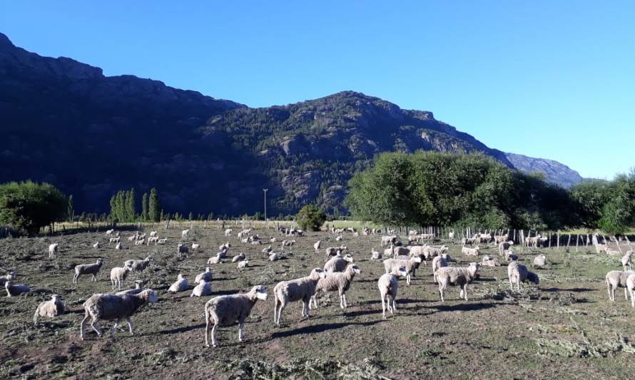 Criadores ovinos de la Patagonia Verde obtienen sus primeros reproductores mejorados genéticamente 