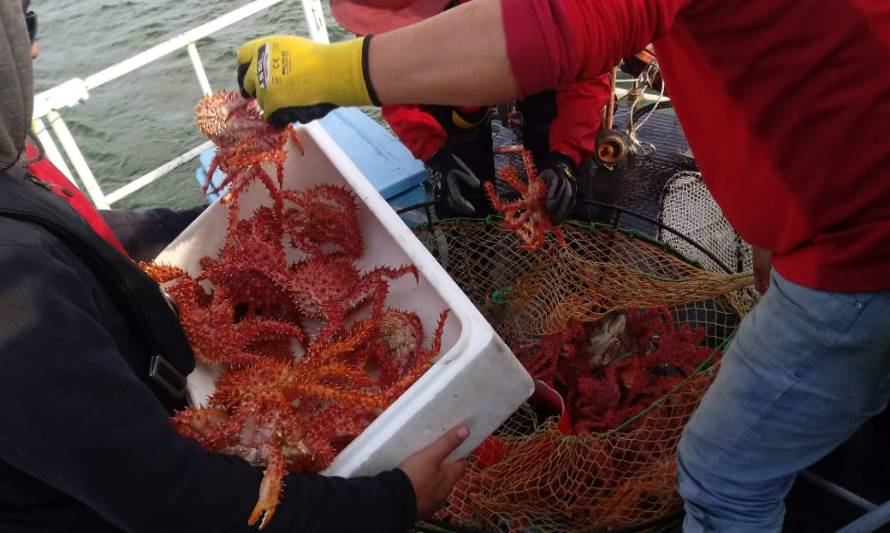 Aumento y expansión de la pesca de centolla en las Regiones de Los Lagos y Aysén 