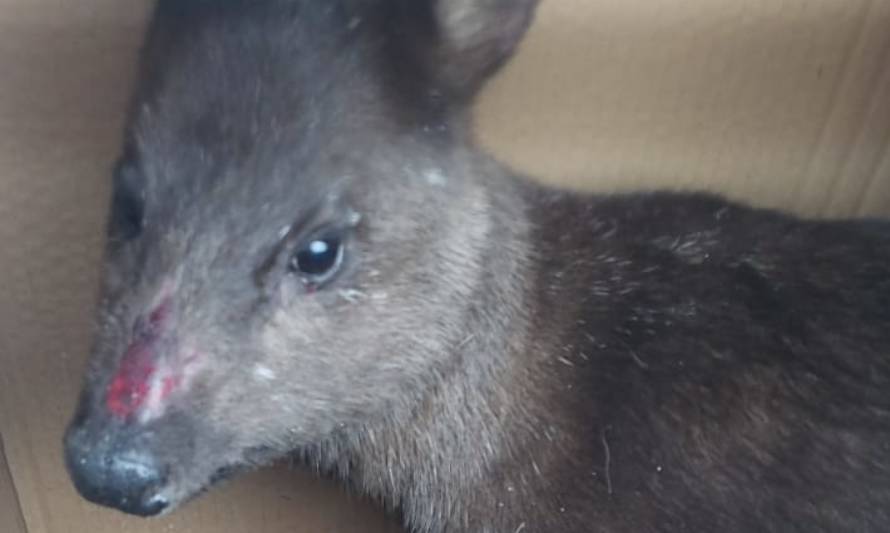 Pudú herido llegó a hospital de Puerto Aysén