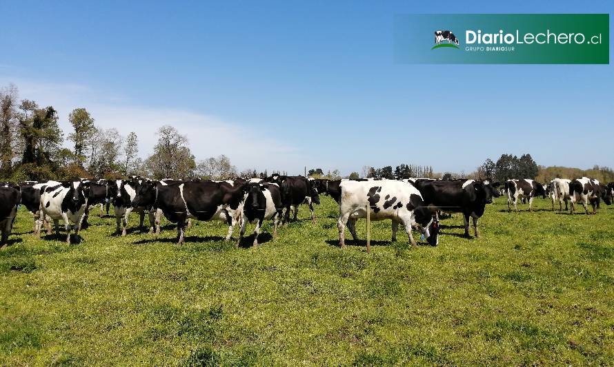 Manejo del pastoreo y su importancia sobre la eficiencia de uso del nitrógeno