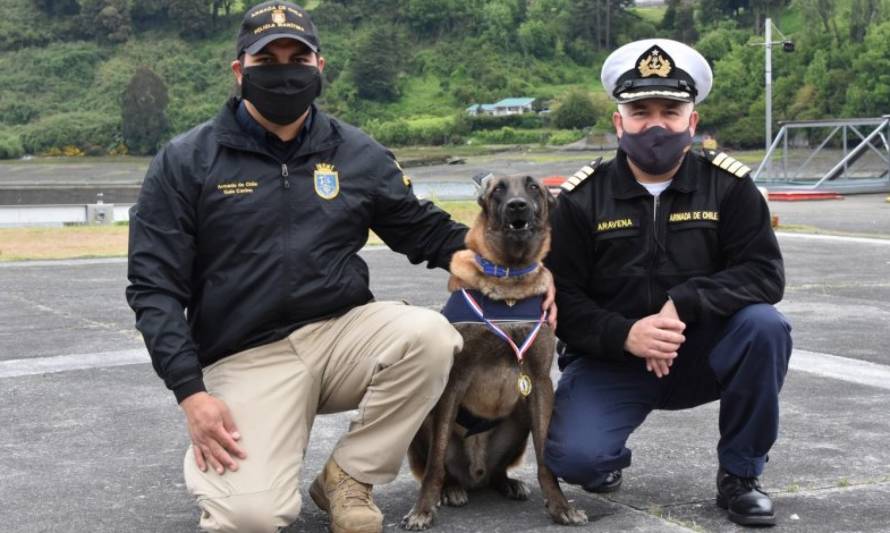 Ejemplar canino "Canú" pasa a retiro tras 8 años de servicio en Puerto Montt