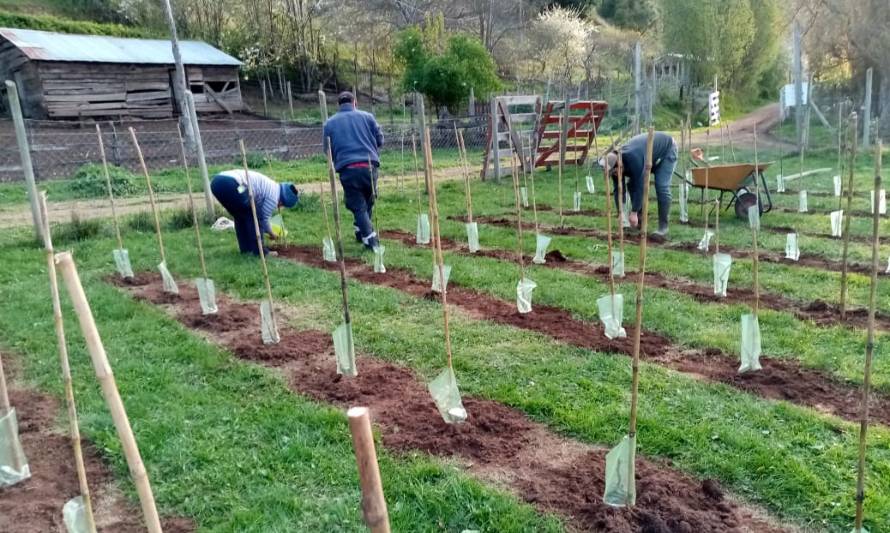 Colegios de la provincia de Osorno iniciaron construcción de viñedos