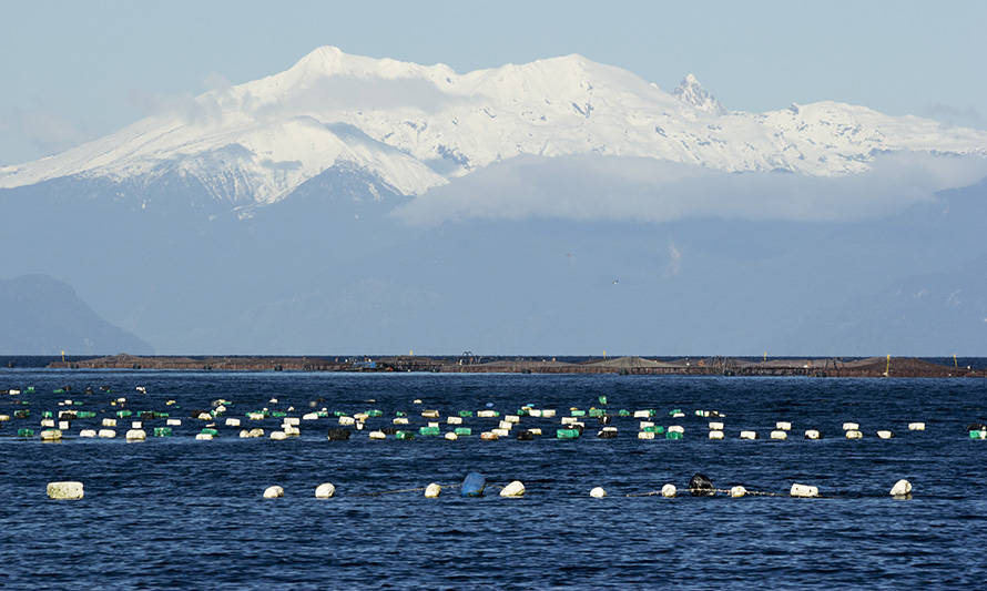 Prohíben extracción de moluscos en áreas de Puerto Montt por presencia de veneno amnésico