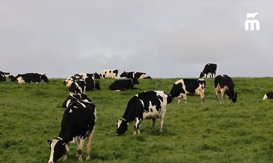 Lanzan campaña para dar a conocer beneficios de la leche chilena