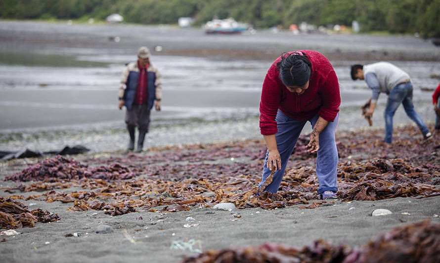 Recolectores de algas de esta región obtienen permiso para  seguir trabajando en pandemia