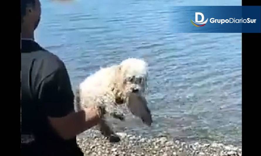 Declaran admisible querella contra hombre que arrojó a perrito al mar en Ancud