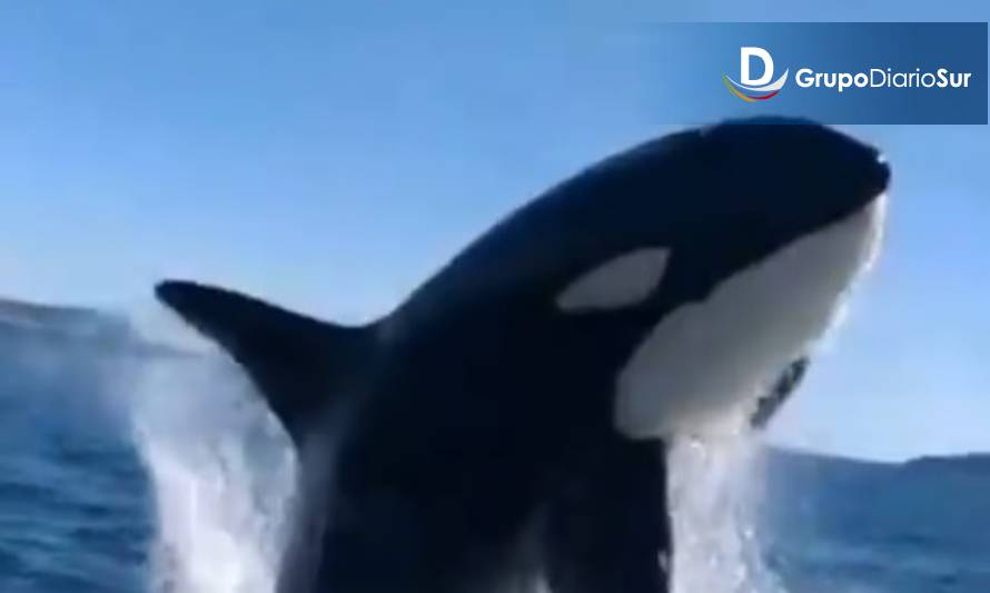 Impactantes imágenes de una orca en el Golfo Corcovado