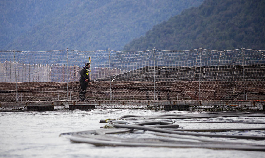 SalmonChile manifiesta su preocupación ante nuevo accidente fatal de buzo en labores acuícolas