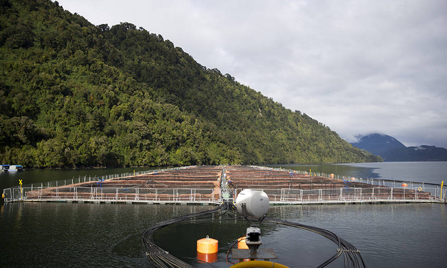 Bloom de algas provoca mortalidad masiva en dos centros de Salmones Camanchaca en Chaitén