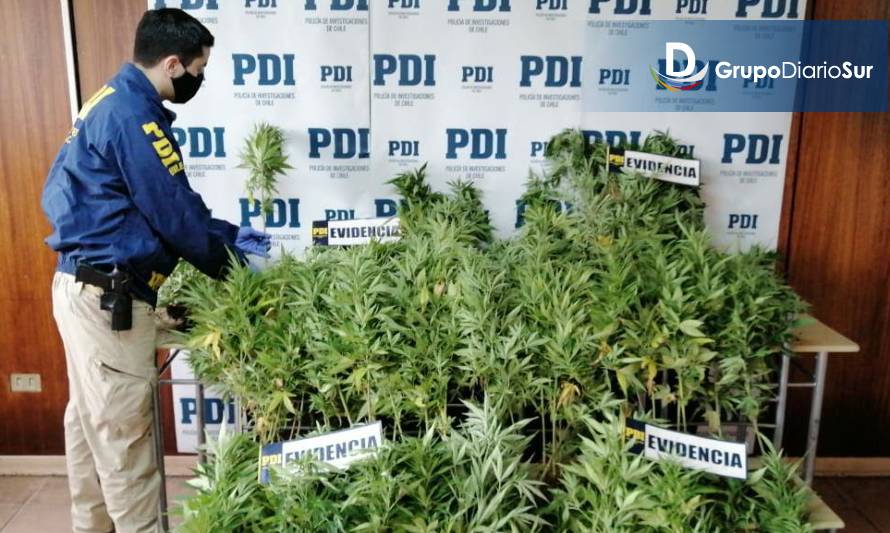 PDI incauta más de 180 plantas de cannabis en Río Negro
