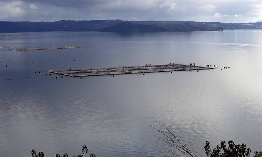 Multiexport Foods cifra en 83 toneladas la biomasa perdida tras mortandad de peces en Chiloé