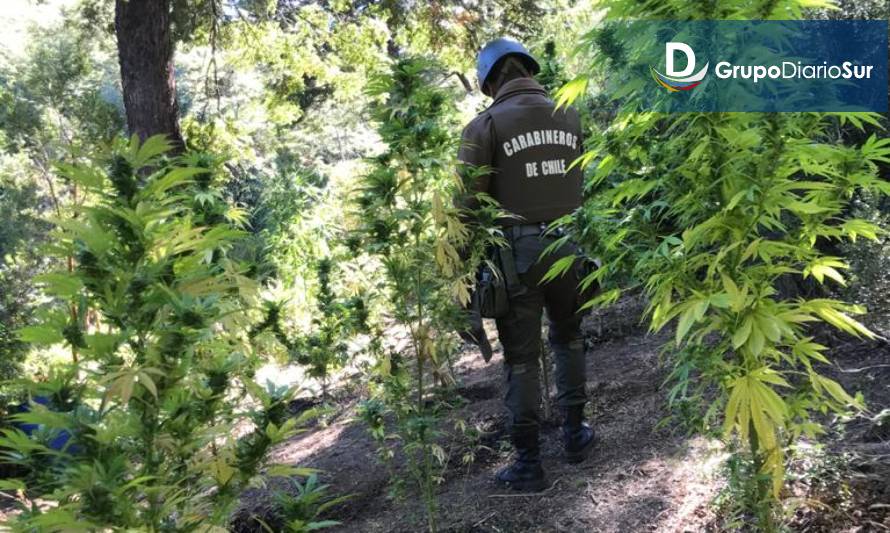Carabineros incauta plantación de marihuana en San Juan de la Costa 